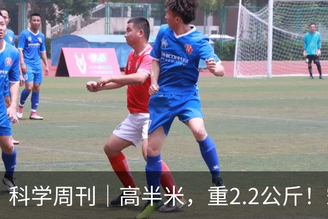 科学周刊｜高半米，重2.2公斤！霸王滇菌是怎么长到这么大的？大风新闻专访微生物研究专家